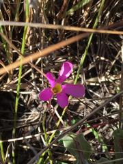 Oxalis imbricata violacea