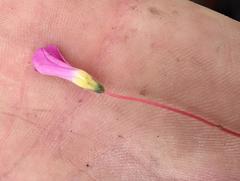 Oxalis imbricata violacea
