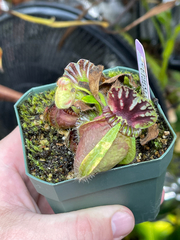Cephalotus
