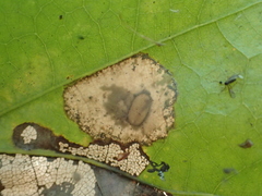Phyllonorycter basistrigella