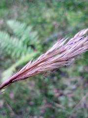 Calamagrostis × acutiflora