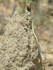 Diporiphora jugularis