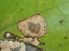Phyllonorycter basistrigella