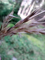 Calamagrostis × acutiflora