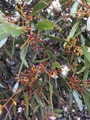 Eucalyptus oleosa oleosa