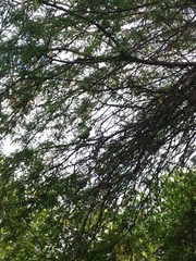 Psittacara erythrogenys