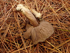 Entoloma violaceum