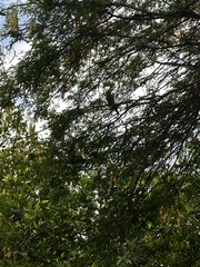 Psittacara erythrogenys