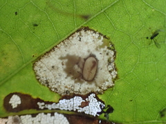 Phyllonorycter basistrigella