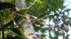 Epidendrum conopseum image