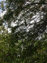 Psittacara erythrogenys