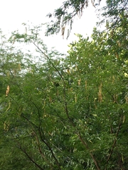 Psittacara erythrogenys