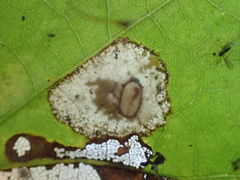 Phyllonorycter basistrigella