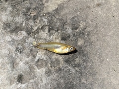 Gambusia speciosa