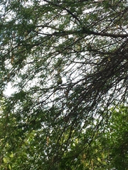 Psittacara erythrogenys