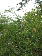 Psittacara erythrogenys