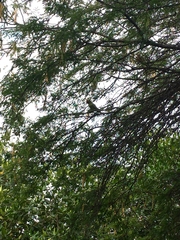 Psittacara erythrogenys