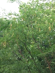 Psittacara erythrogenys