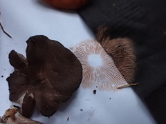 Entoloma violaceum