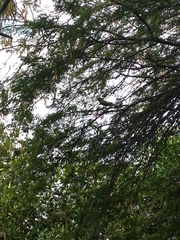 Psittacara erythrogenys