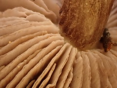 Entoloma violaceum