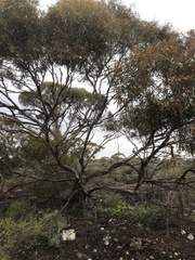 Eucalyptus oleosa oleosa