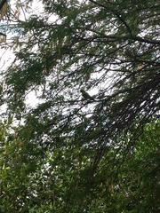 Psittacara erythrogenys