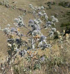 Eryngium amethystinum