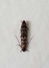 Oinophila v-flava