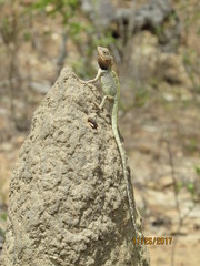 Diporiphora jugularis