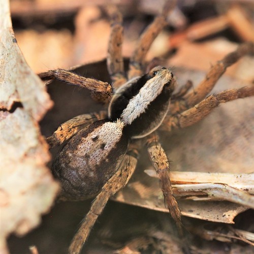 Forest Wolf Spider