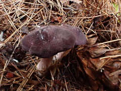Entoloma violaceum