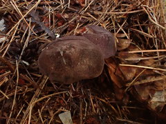 Entoloma violaceum