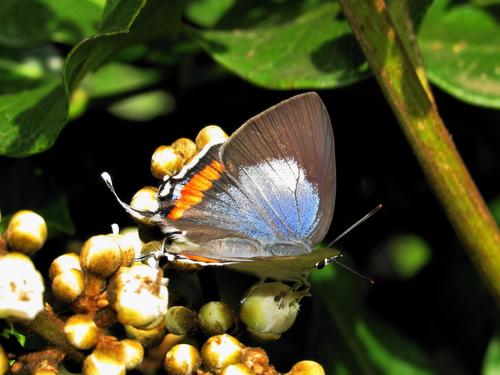 Argiolaus silas silarus (Druce, 1885)