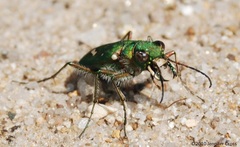 Cicindela ohlone