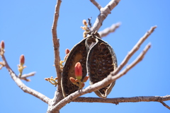 Brachychiton megaphyllus