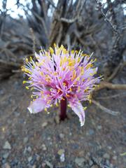 Haemanthus barkerae