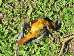 Cossypha natalensis natalensis