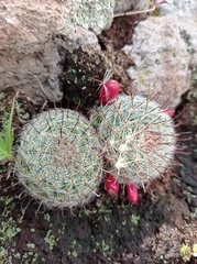 Mammillaria gilensis