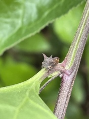 Acanthuchus trispinifer