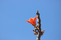 Brachychiton megaphyllus