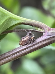 Acanthuchus trispinifer