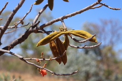 Brachychiton megaphyllus
