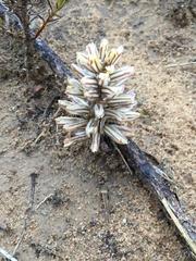 Eriospermum paradoxum