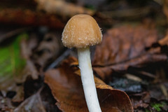Psathyrella frustulenta