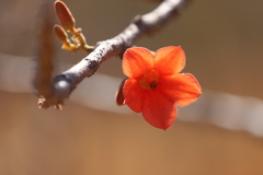 Brachychiton megaphyllus