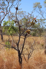 Brachychiton megaphyllus