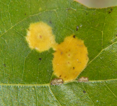 Polystepha pustuloides