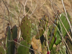 Opuntia bonaerensis