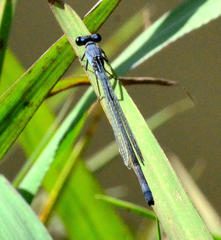 Pseudagrion salisburyense